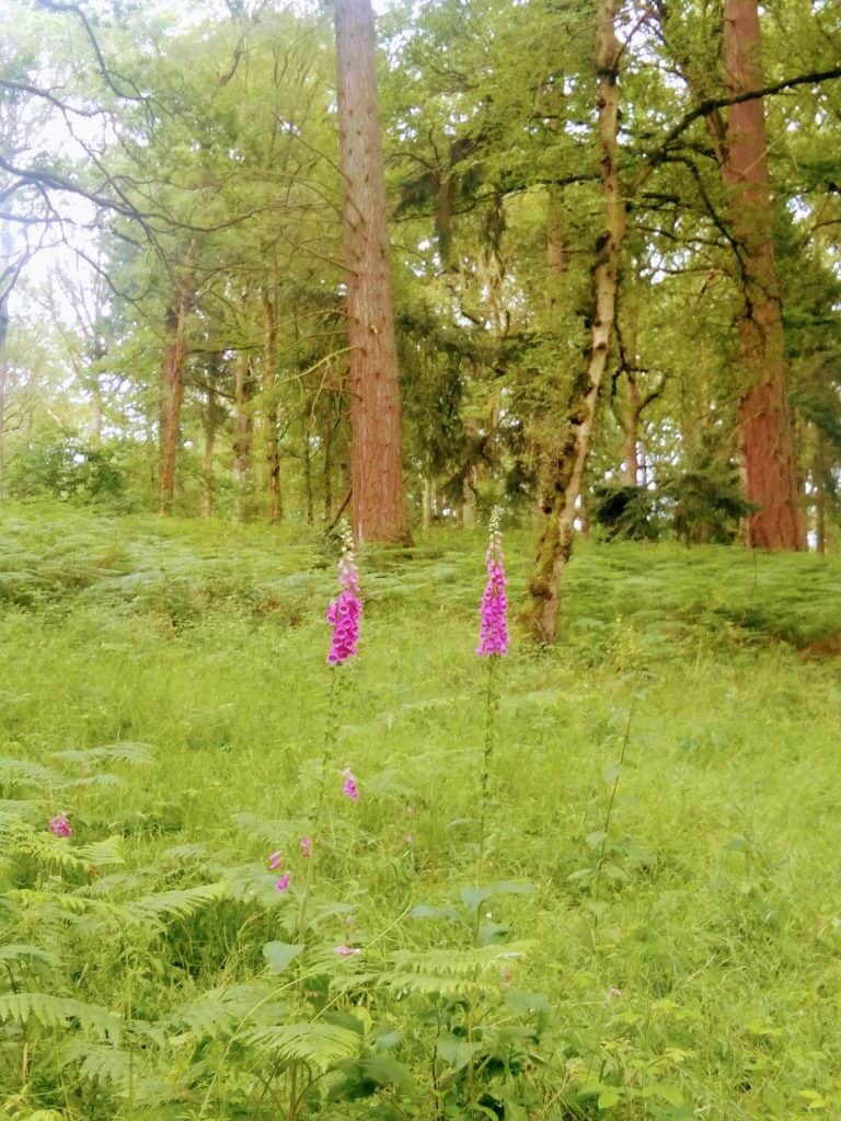 Being with grief - among the foxgloves in English woodland